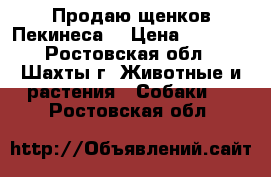 Продаю щенков Пекинеса  › Цена ­ 4 000 - Ростовская обл., Шахты г. Животные и растения » Собаки   . Ростовская обл.